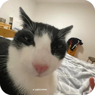 😑 emoji шкебеде ричик Telegram sticker 7 of 115