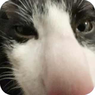 👃 emoji шкебеде ричик Telegram sticker 8 of 115