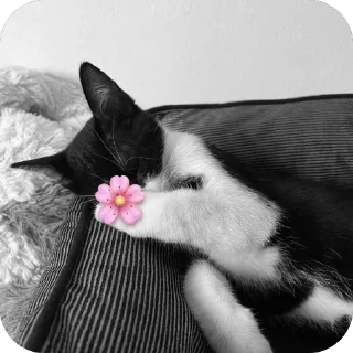 🐱 emoji шкебеде ричик Telegram sticker 21 of 115
