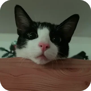 🥰 emoji шкебеде ричик Telegram sticker 14 of 115