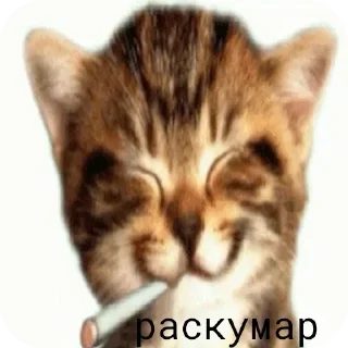 🐱 emoji рофляночка @giypirno Telegram sticker 24 of 51