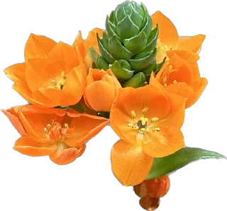 🌼 emoji Держи цветочек 🌸 @nomand_margo Telegram sticker 15 of 55