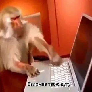 💻 emoji Мавпы :Макасина Telegram sticker 7 of 26