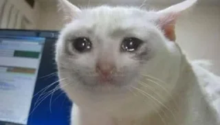 Sticker from Meme cats