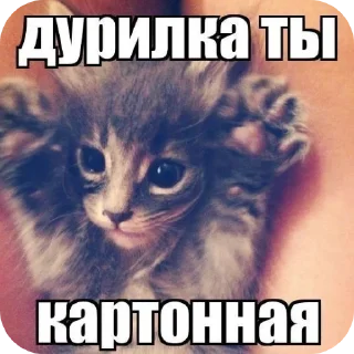 🐱 emoji Пупс прив Telegram sticker 23 of 25