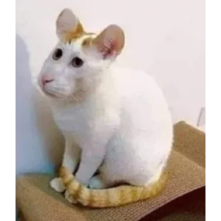 🐱 emoji Вафельное настроение Telegram sticker 13 of 50