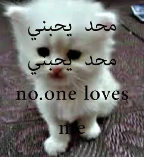 🎀 emoji @R7_e2     🐈 رِقة Telegram sticker 23 of 113