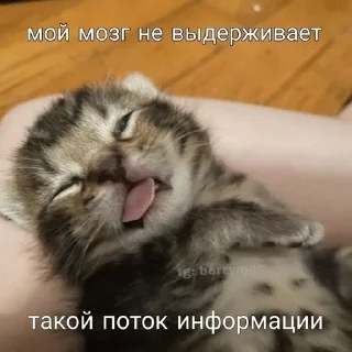 🌟 emoji киты Telegram sticker 19 of 68