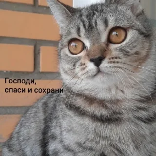 🙏 emoji Светлана, а твою мать Telegram sticker 12 of 19