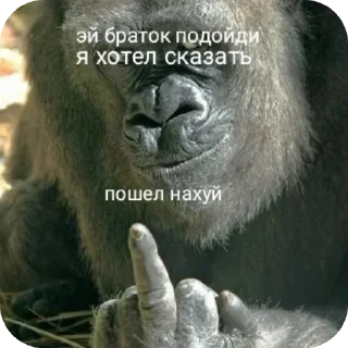 👍 emoji Макаки пан Telegram sticker 6 of 23