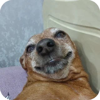 🐶 emoji ( *・ω・)ノDogs Telegram sticker 3 of 7
