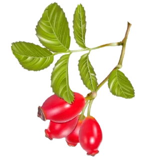 🍲 emoji Мои стикеры 🐱 Telegram sticker 9 of 14