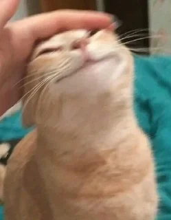 🥰 emoji Коты by @offstikbot Telegram sticker 5 of 89