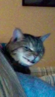😏 emoji Коты by @offstikbot Telegram sticker 2 of 89