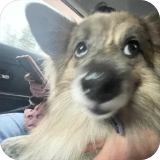 🐕 emoji что ты выберешь… Telegram sticker 8 of 62