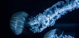 🌟 emoji Морской житель@hijellyy Telegram sticker 11 of 57