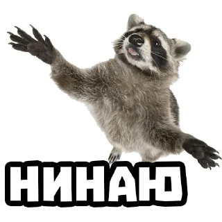 🤷‍♂️ emoji Еноты @stickernayaa Telegram sticker 18 of 25