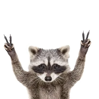 ✌️ emoji Еноты @stickernayaa Telegram sticker 5 of 25
