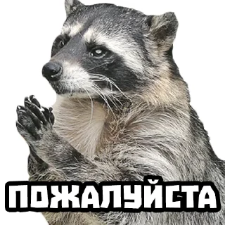 🥺 emoji Еноты @stickernayaa Telegram sticker 13 of 25