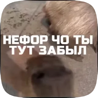 🖕 emoji Набор стикеров @anoobys1337 Telegram sticker 13 of 50