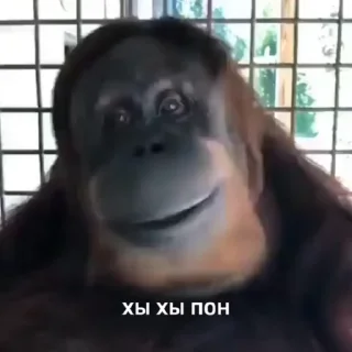 🐒 emoji Набор стикеров @anoobys1337 Telegram sticker 21 of 50
