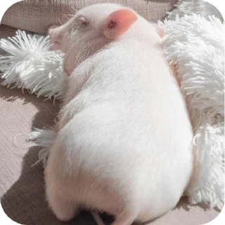😴 emoji Свинки || @Alyona_Ferfetsckaya Telegram sticker 12 of 20