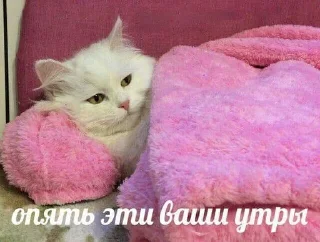 😴 emoji Шутки за 299 Telegram sticker 18 of 78