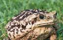 🐸 emoji Удивительные жабы Telegram sticker 23 of 33