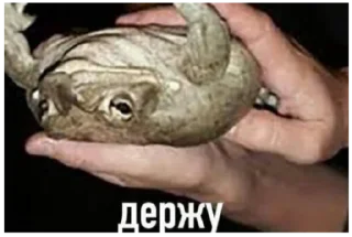 Sticker from жабы