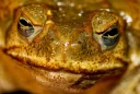 🐸 emoji Удивительные жабы Telegram sticker 21 of 33