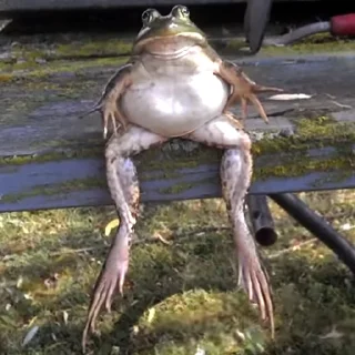 🐸 emoji Жаби мої жаби Telegram sticker 21 of 41