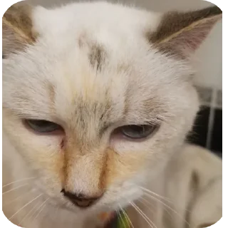 😒 emoji Крутая Белочка /@akyrkaa Telegram sticker 19 of 102