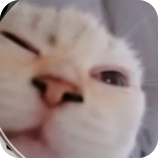 🤨 emoji Крутая Белочка /@akyrkaa Telegram sticker 10 of 102