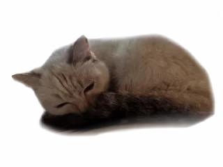🌟 emoji Крутая Белочка /@akyrkaa Telegram sticker 6 of 102