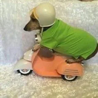 🛵 emoji сосиски Telegram sticker 17 of 35
