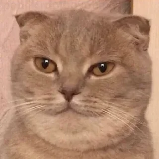 Sticker from Memes images