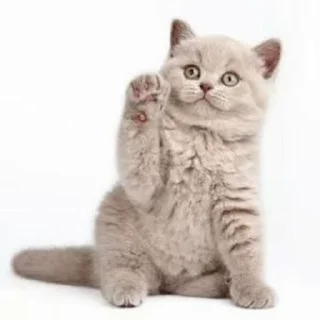 🌟 emoji ♡Котики♡ Telegram sticker 2 of 18