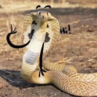 🐍 emoji У нас есть ручки :D Telegram sticker 9 of 55