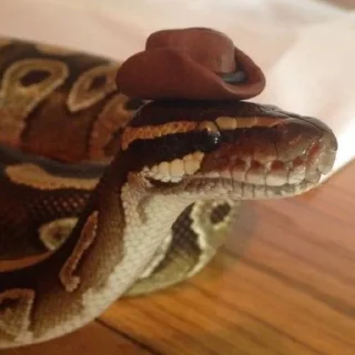 🐍 emoji У нас есть ручки :D Telegram sticker 22 of 55