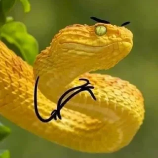 🐍 emoji У нас есть ручки :D Telegram sticker 18 of 55