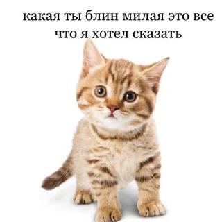 🫣 emoji catiiiiiii Telegram sticker 13 of 27