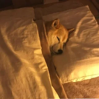 💤 emoji шушик съест весь мир Telegram sticker 21 of 50