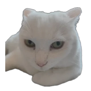 🐱 emoji Всратыши Telegram sticker 9 of 23