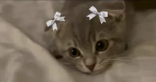 🤩 emoji стикеры мебели @TgEmodziBot Telegram sticker 24 of 64