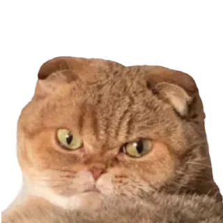 🐷 emoji Вери найс гуд найс Telegram sticker 19 of 47