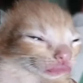 😕 emoji Надо зафорсить. Telegram sticker 13 of 13