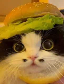 🍔 emoji коты Telegram sticker 7 of 120