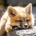 😌 emoji foxes Telegram sticker 13 of 32