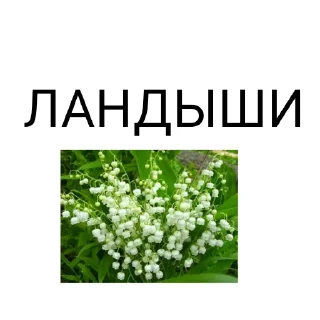 Sticker from ЛАНДЫШИ😍
