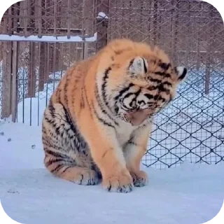 🐦 emoji тигр🐯 Telegram sticker 5 of 32